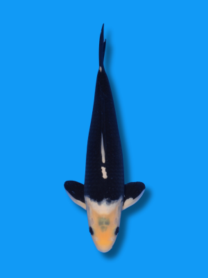 Matsukawabake | Koi&Co.